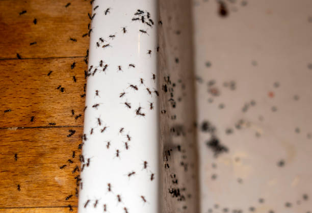 Best Best Pest Control Companies  in Brigham City, UT