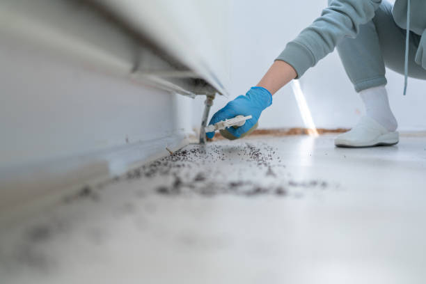 Best Pest Control Near Me in Brigham City, UT